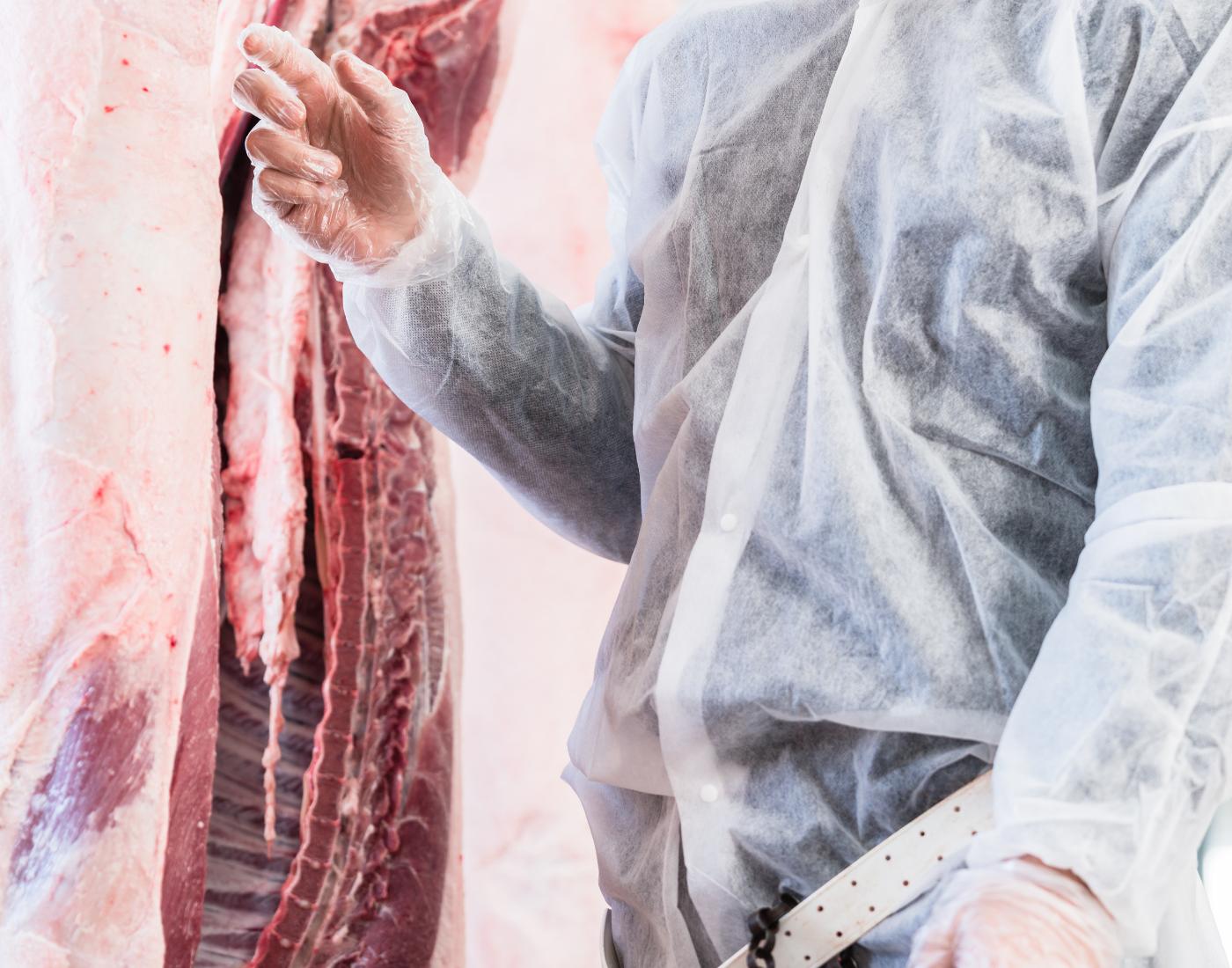 Abattoir worker inspecting a cattle carcass in a cutting plant