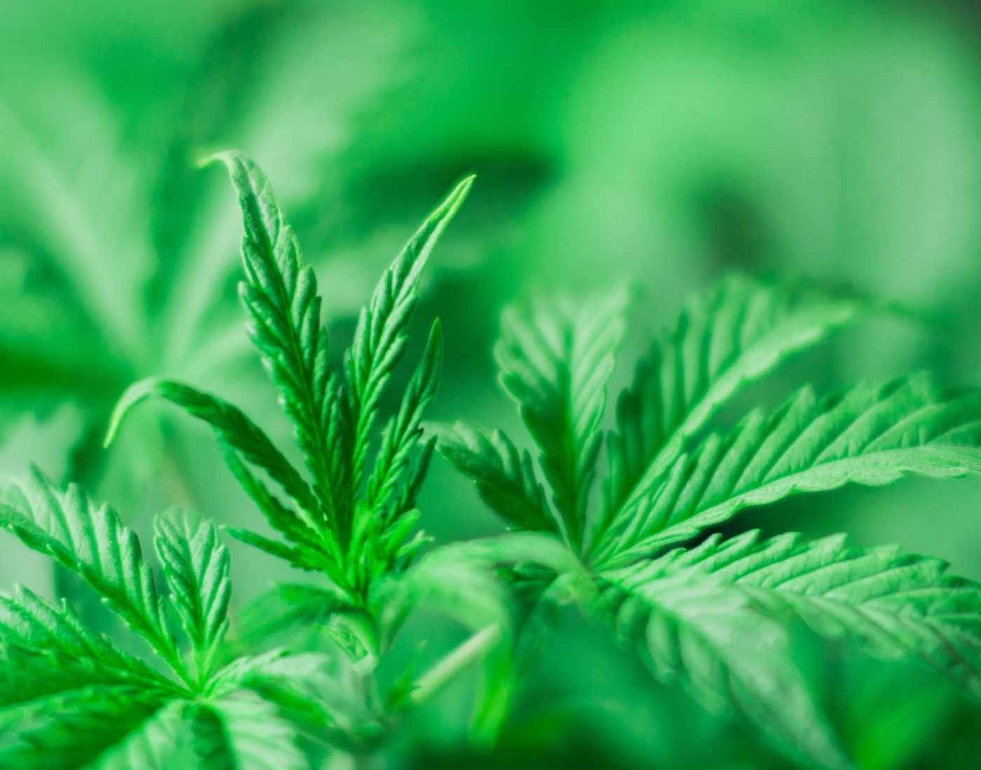 Close-up of cannabis plant leaves