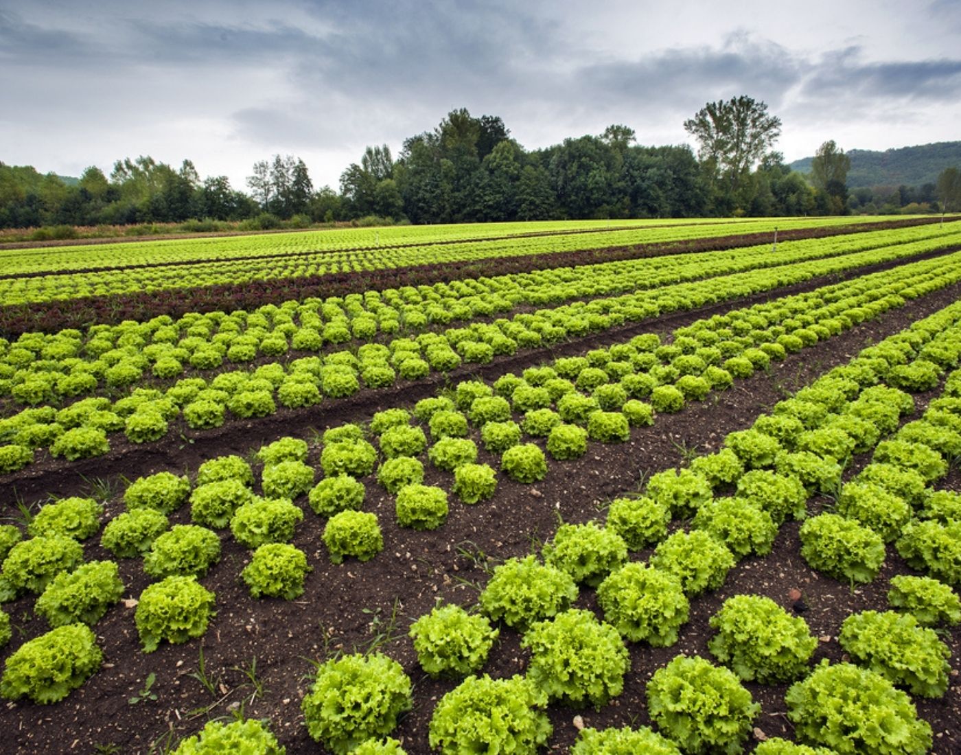 Rows of lettuce heads in crop field