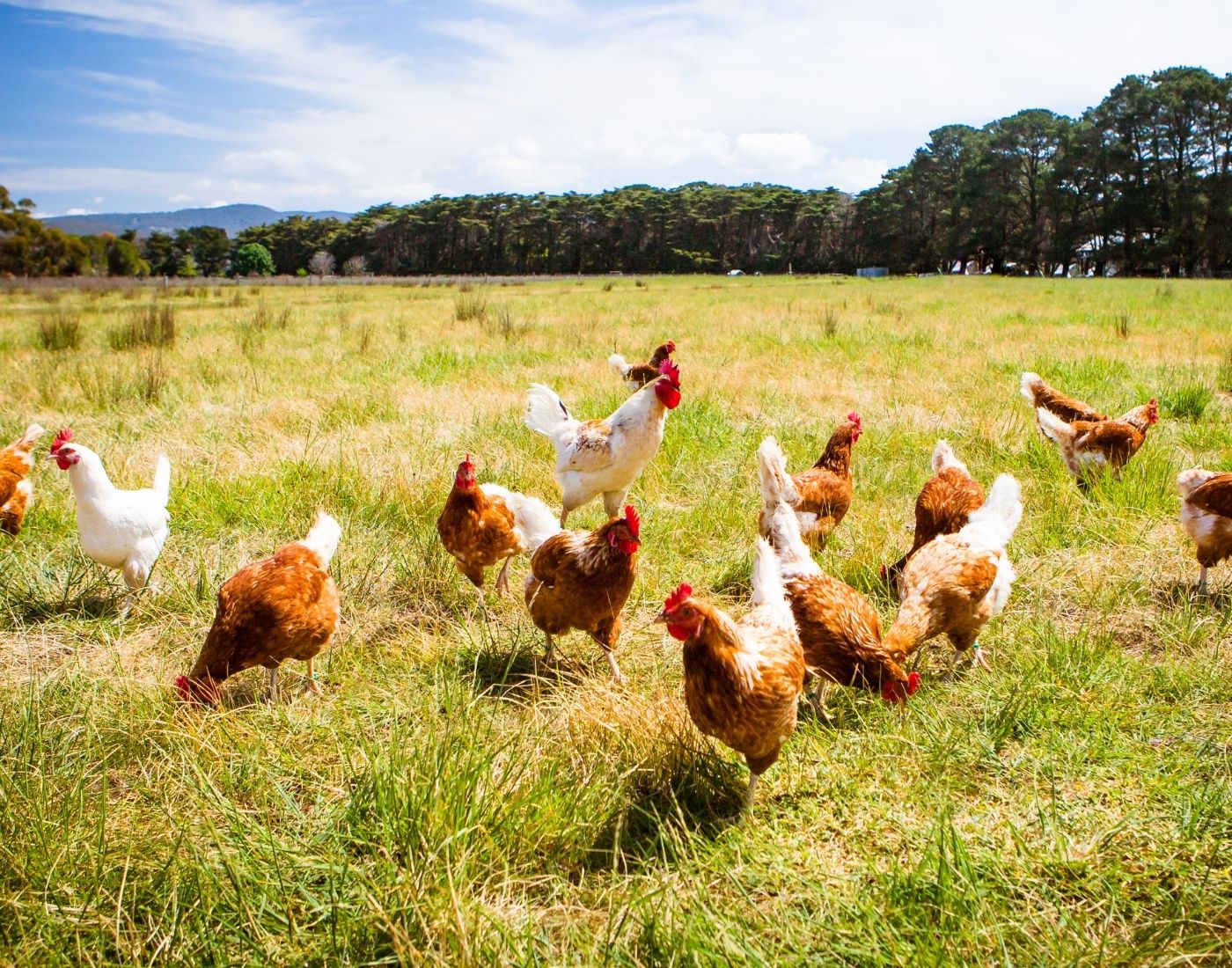 A group of chickens, including both white and brown ones, are foraging in a grassy field under a partly cloudy sky. In the background, there is a line of trees and distant hills