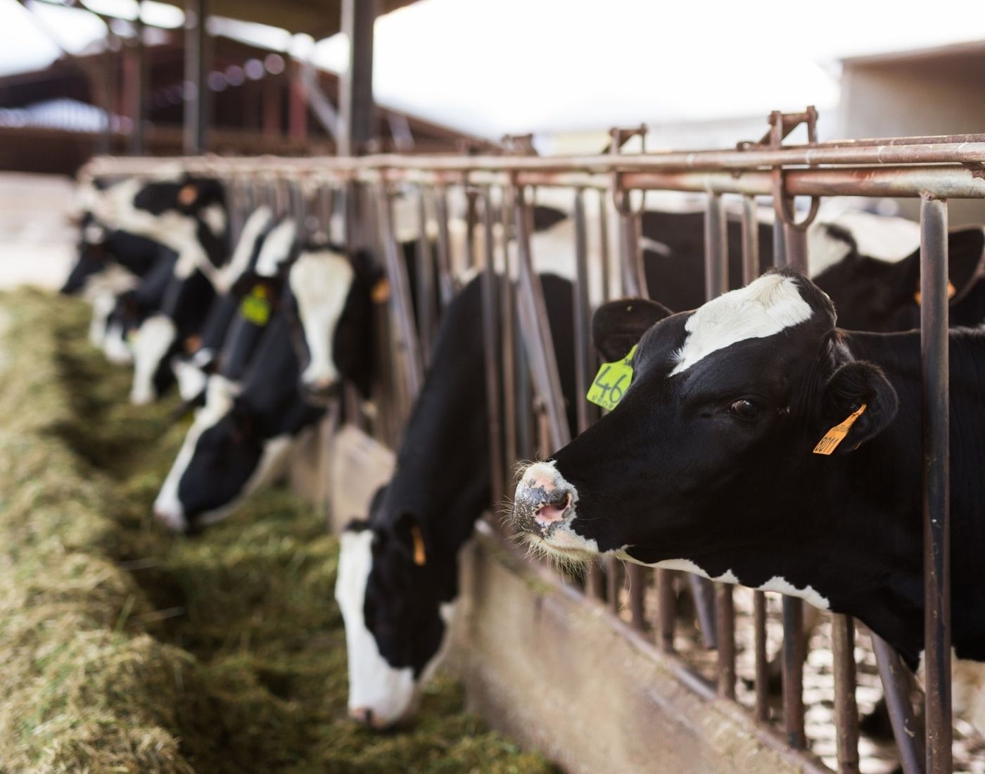 Black and white cows in a barn, each standing in a stall and eating hay from a trough, with numbered ear tags for identification