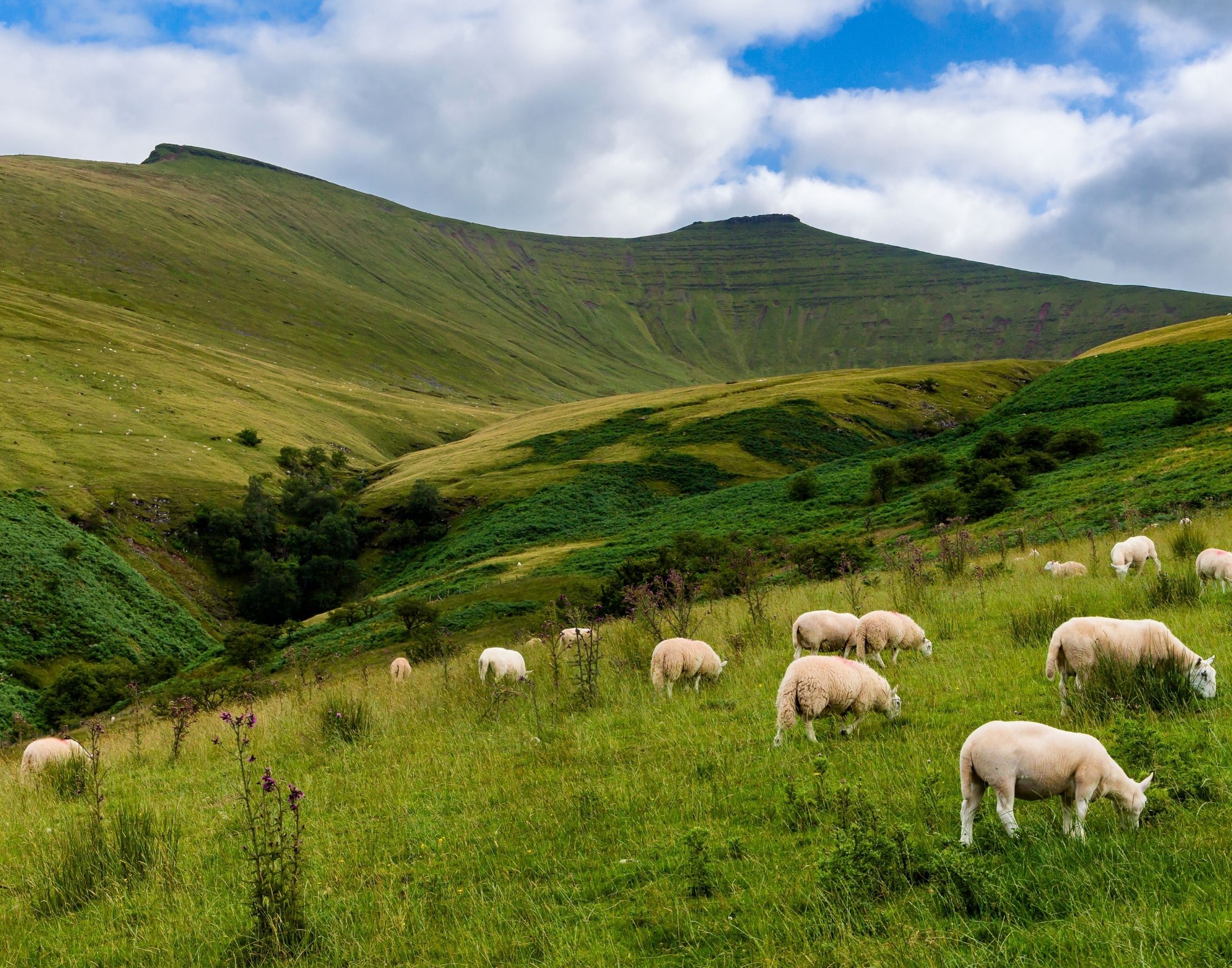 A peaceful countryside scene with green rolling hills, a group of sheep grazing on the grass, and a partly cloudy sky.