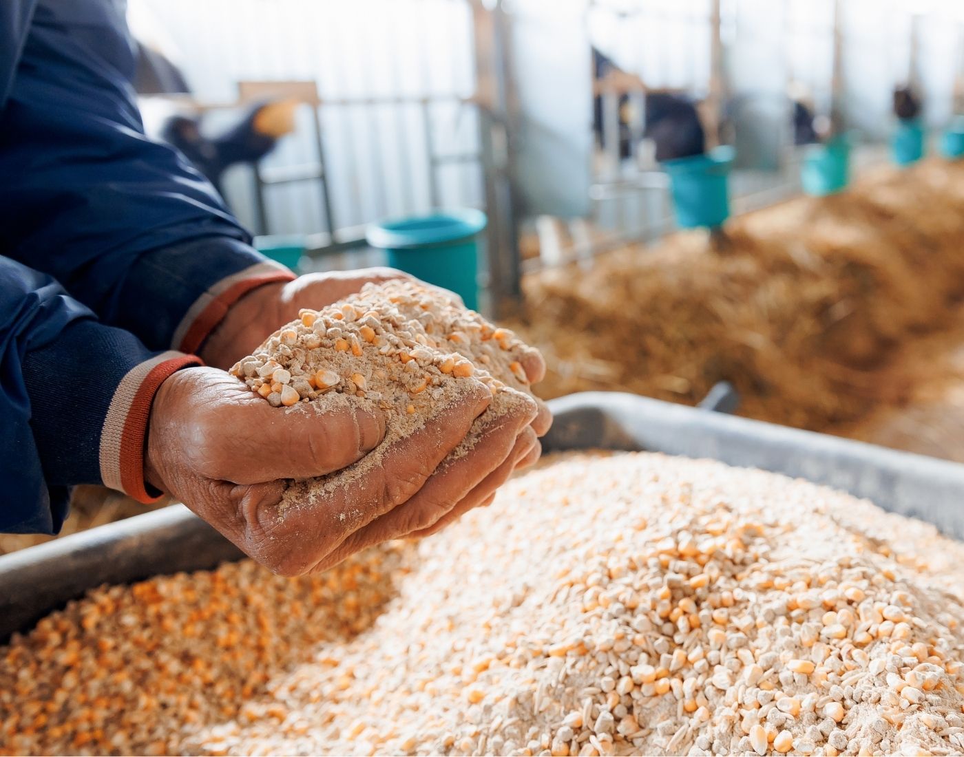 Person holding a handful of mixed animal feed in a barn, with feeding troughs and animals visible in the background.