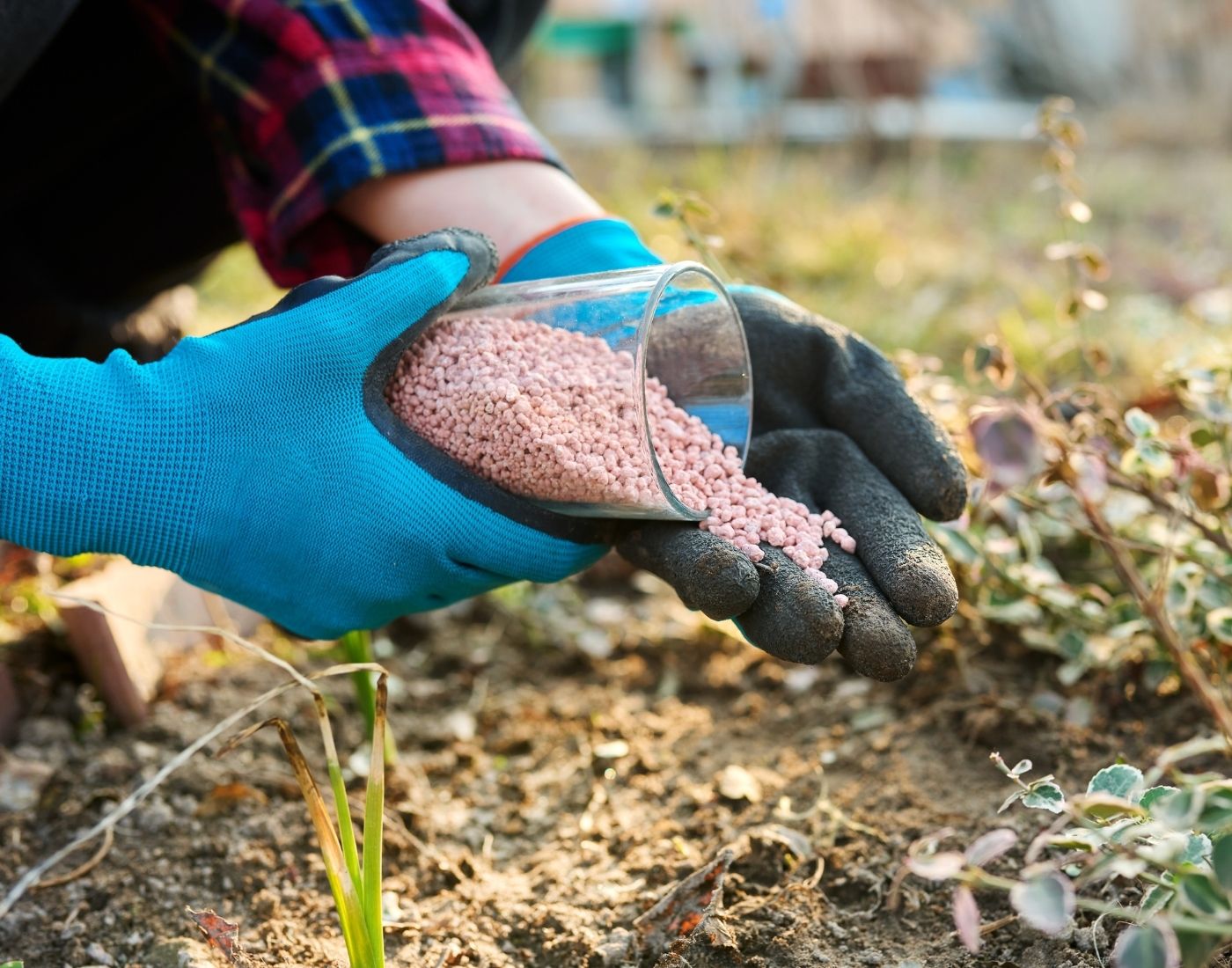 Person wearing blue gloves and a plaid shirt pouring granular fertilizer from a glass container into garden soil, with small plants and greenery in the background