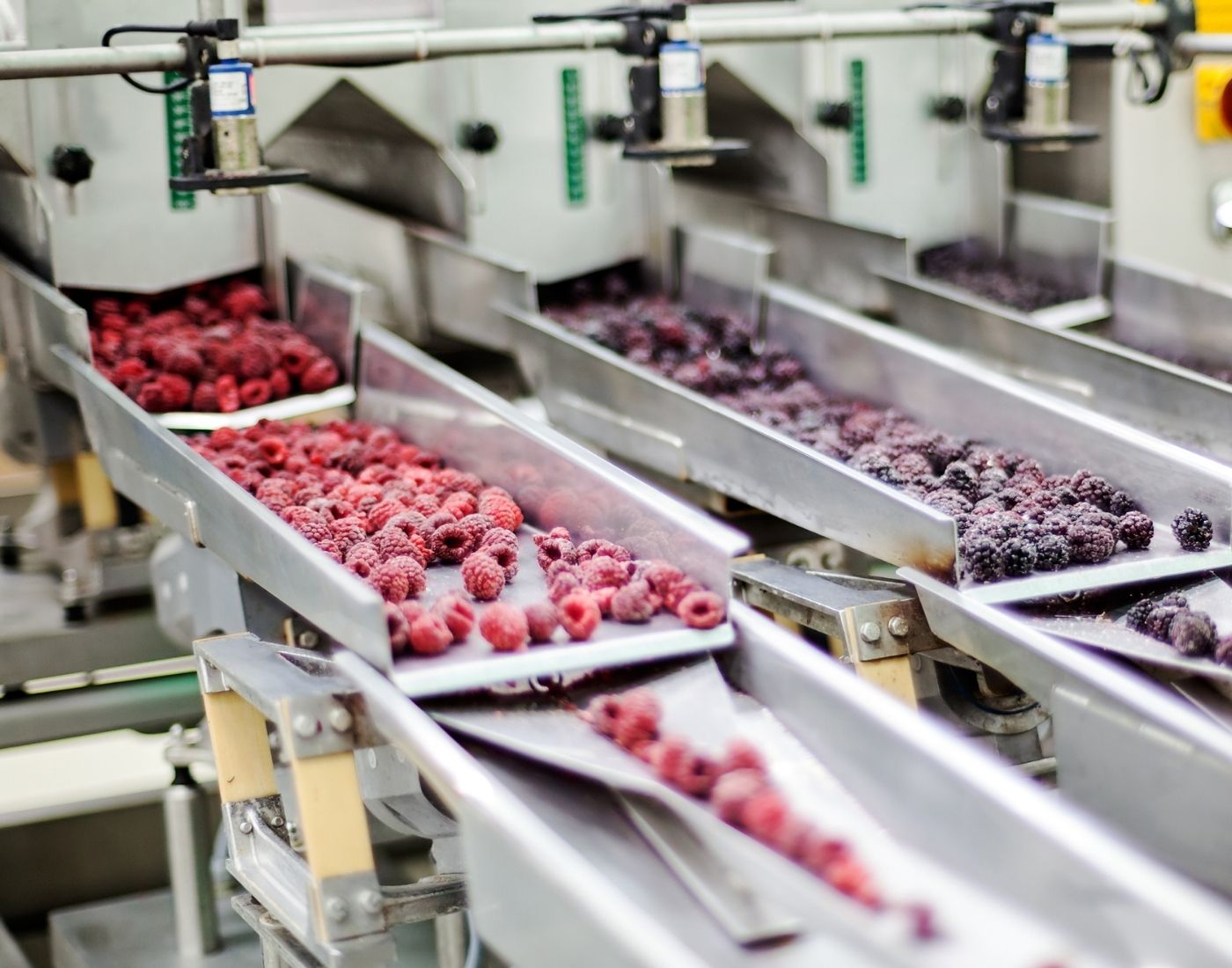 Food processing line in a factory with conveyor belts transporting and sorting raspberries and blackberries via metal chutes.