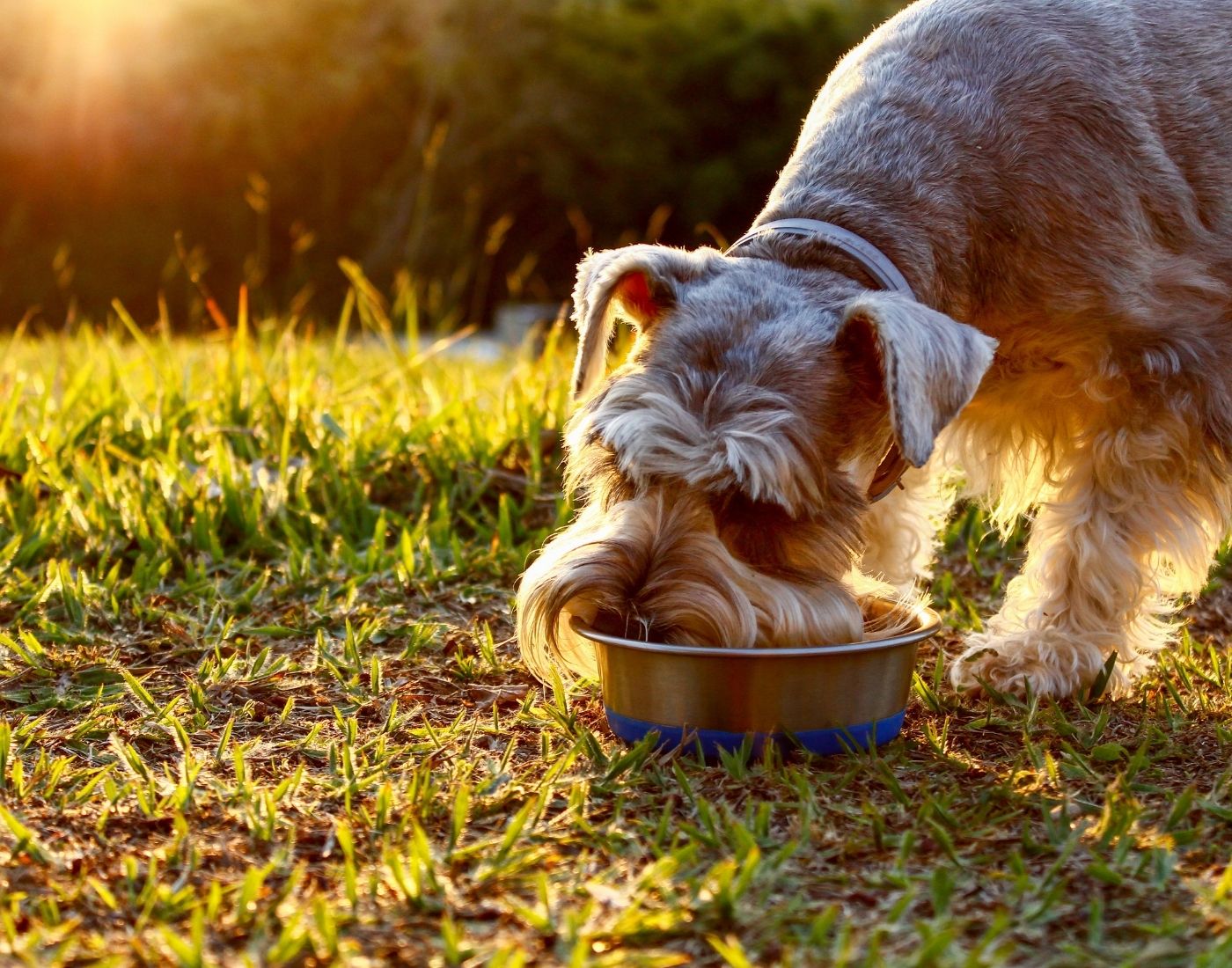 A dog drinks from a bowl on a grassy field during sunset