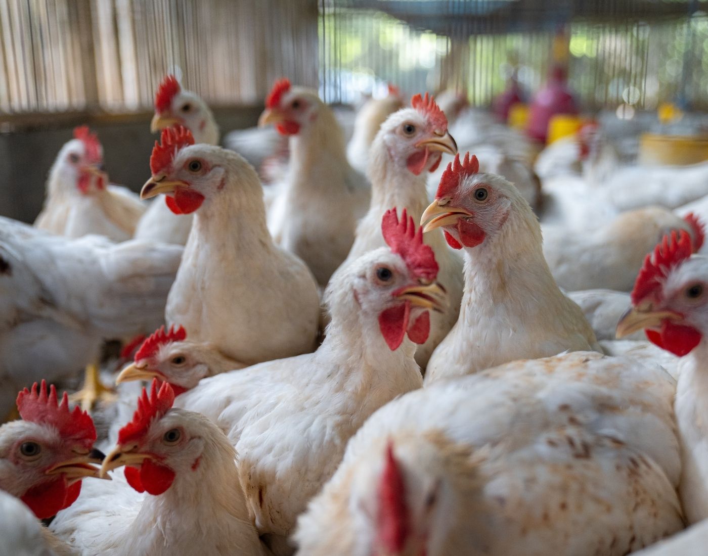 A group of white chickens with red combs and wattles closely packed together in a poultry farm or coop, with a softly lit indoor background