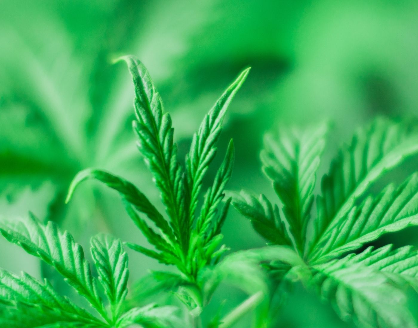 Close-up photo of vibrant green cannabis leaves