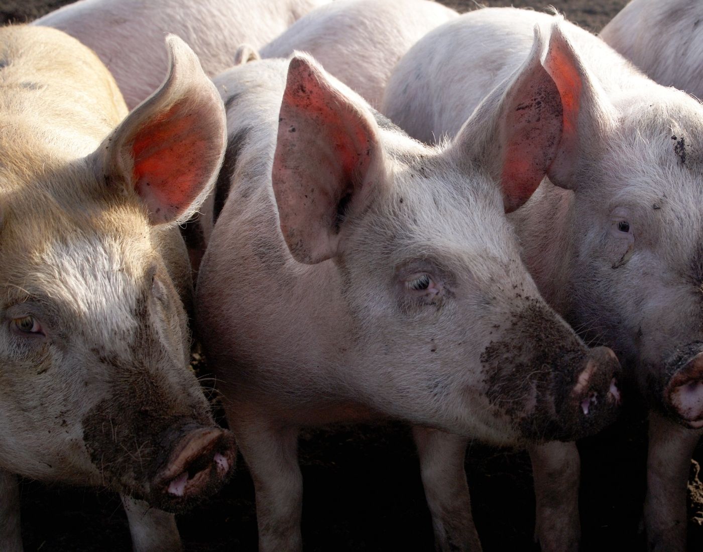 Group of pink pigs with dirty snouts, facing the camera.