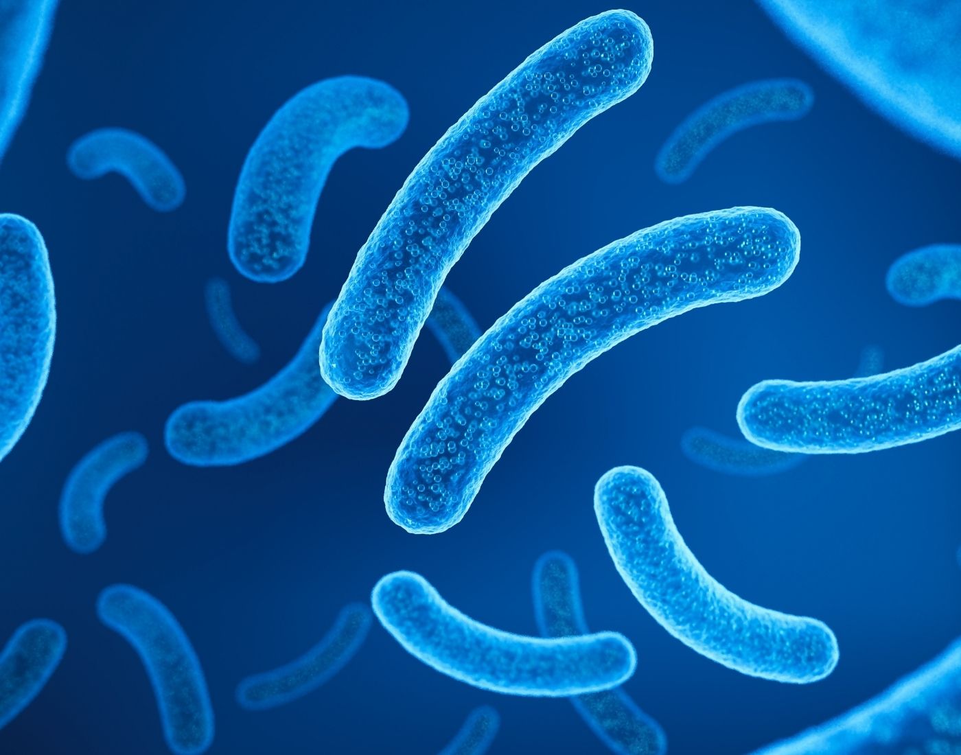 Close-up of blue, rod-shaped bacteria on a dark background, showing their textured surface and shape.