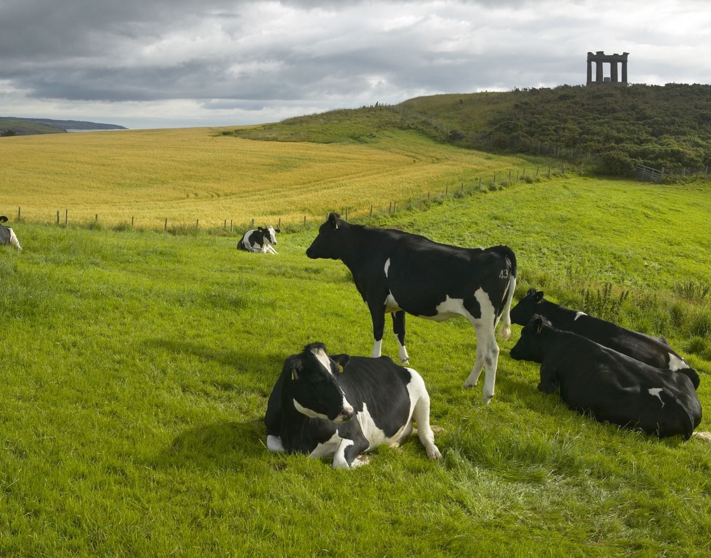 Cows resting and grazing in a lush green field bordered by a golden wheat field, with a hilltop ruin visible in the distance under an overcast sky.