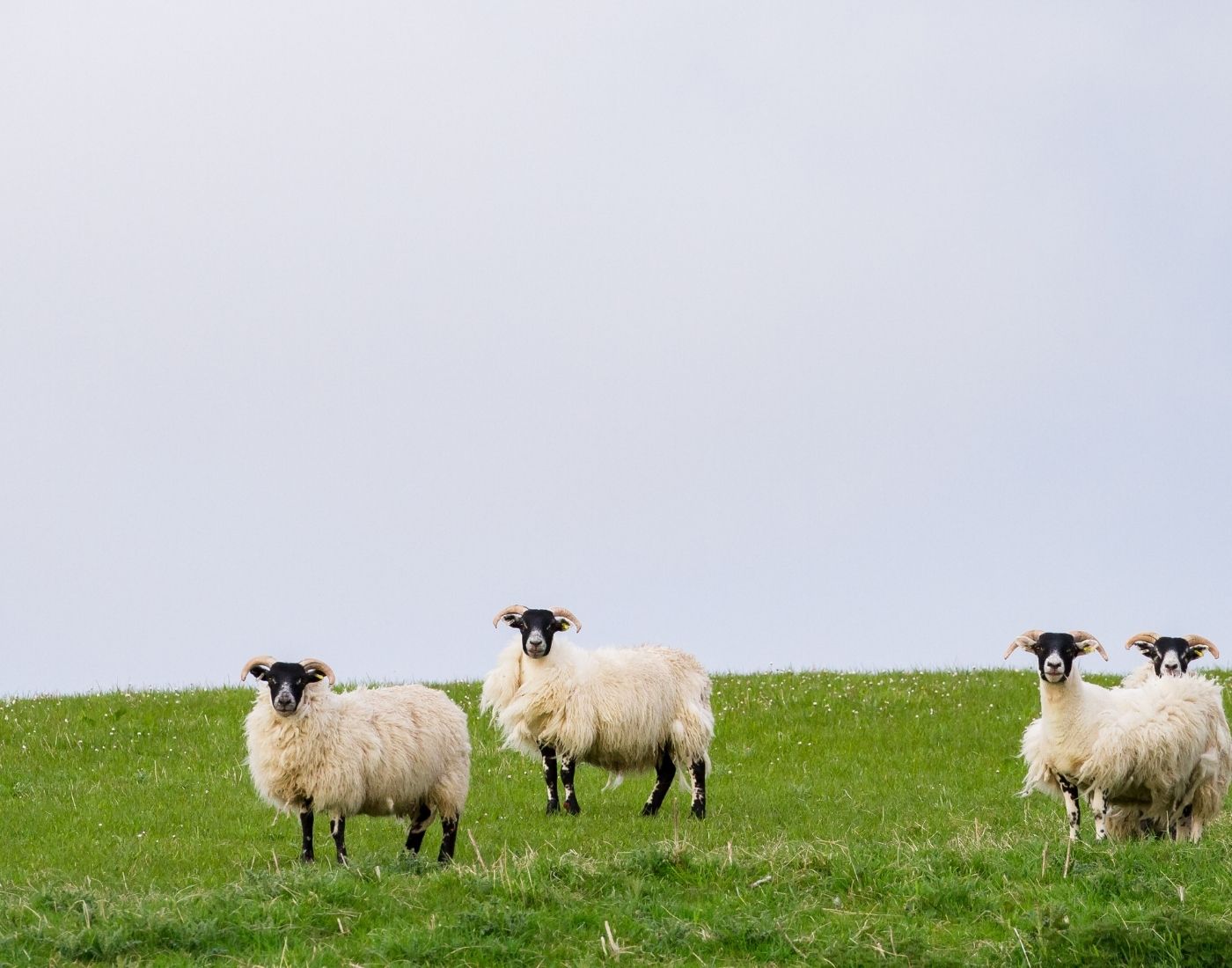 Four sheep with white wool and black faces, standing on a grassy field under a clear sky