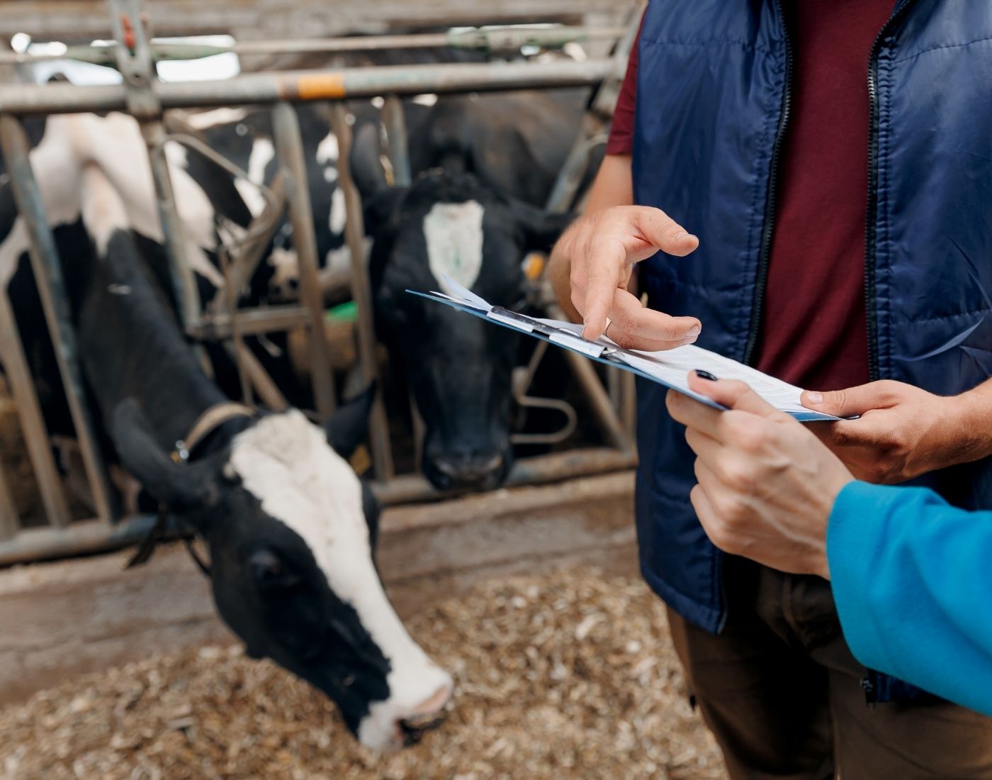 two people conducting a livestock audit in a barn, one holding a clipboard and pointing while the other takes notes, with cows enclosed in metal fencing in the background