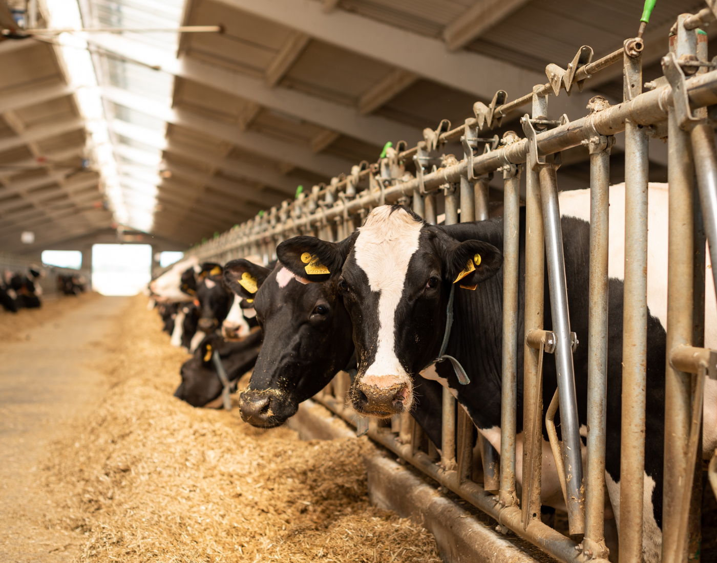 A row of black and white cows stand in individual feeding stalls inside a straw-covered barn with skylights.