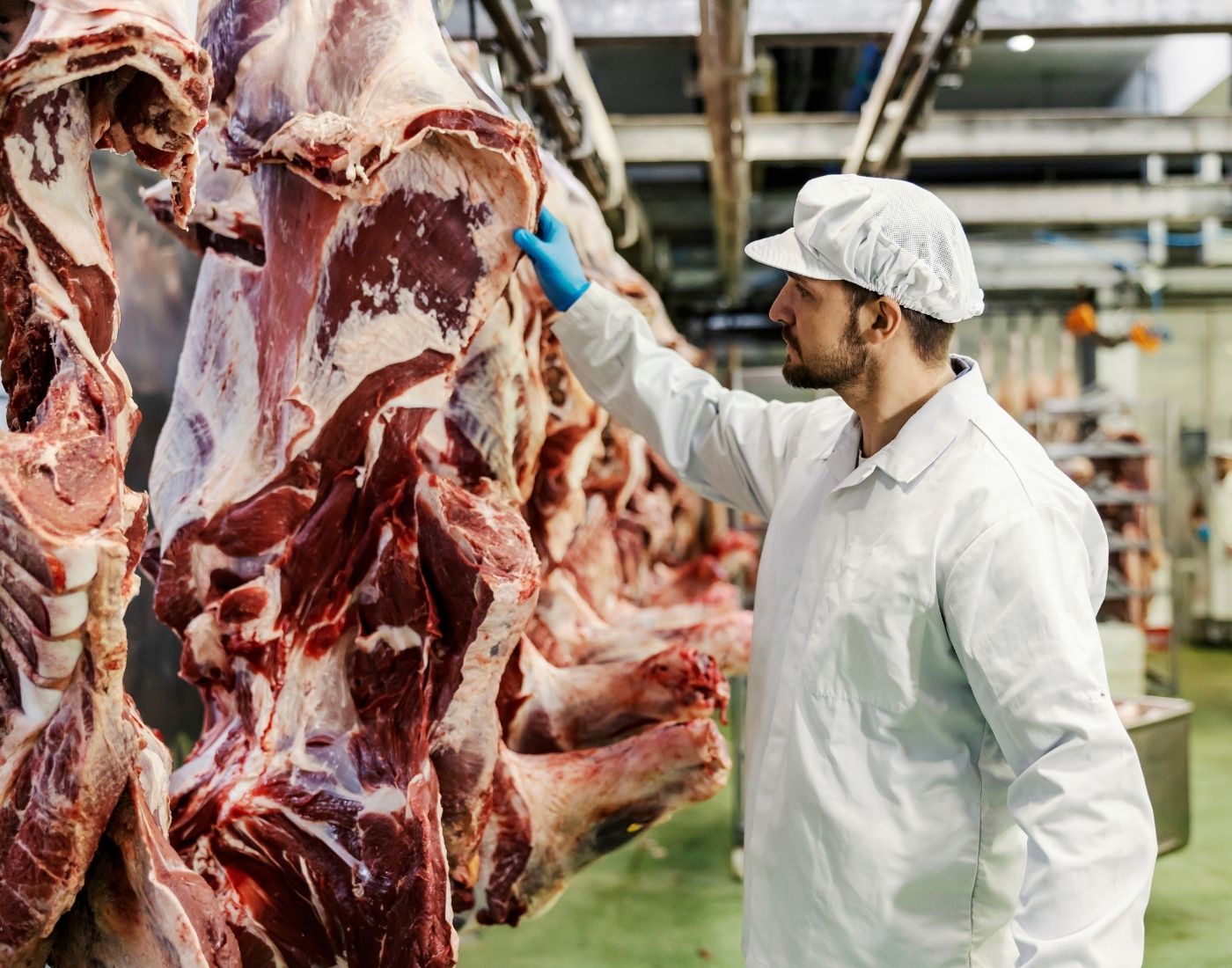 A worker in a white coat and cap inspecting hanging beef carcasses in a meat processing facility.