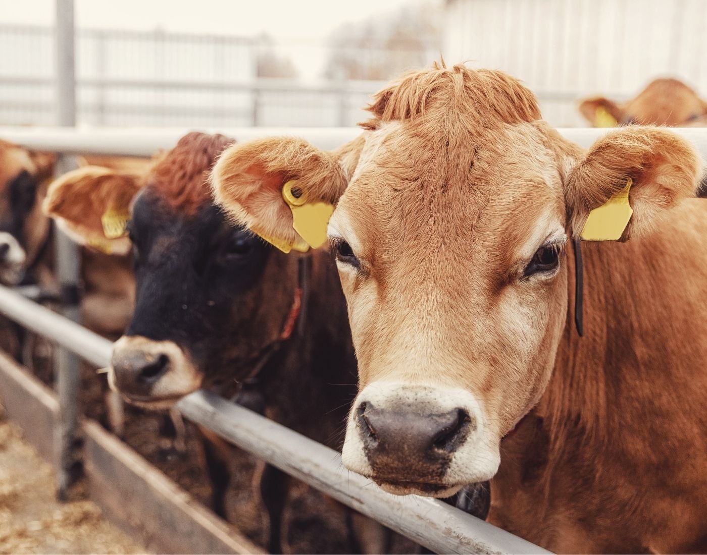 Light brown cow with a yellow ear tag standing in a fenced farm area, with other cows in the background
