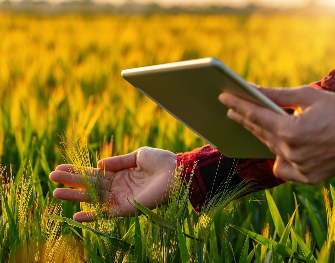 Close up of a farmer holding an iPad and checking crops.
