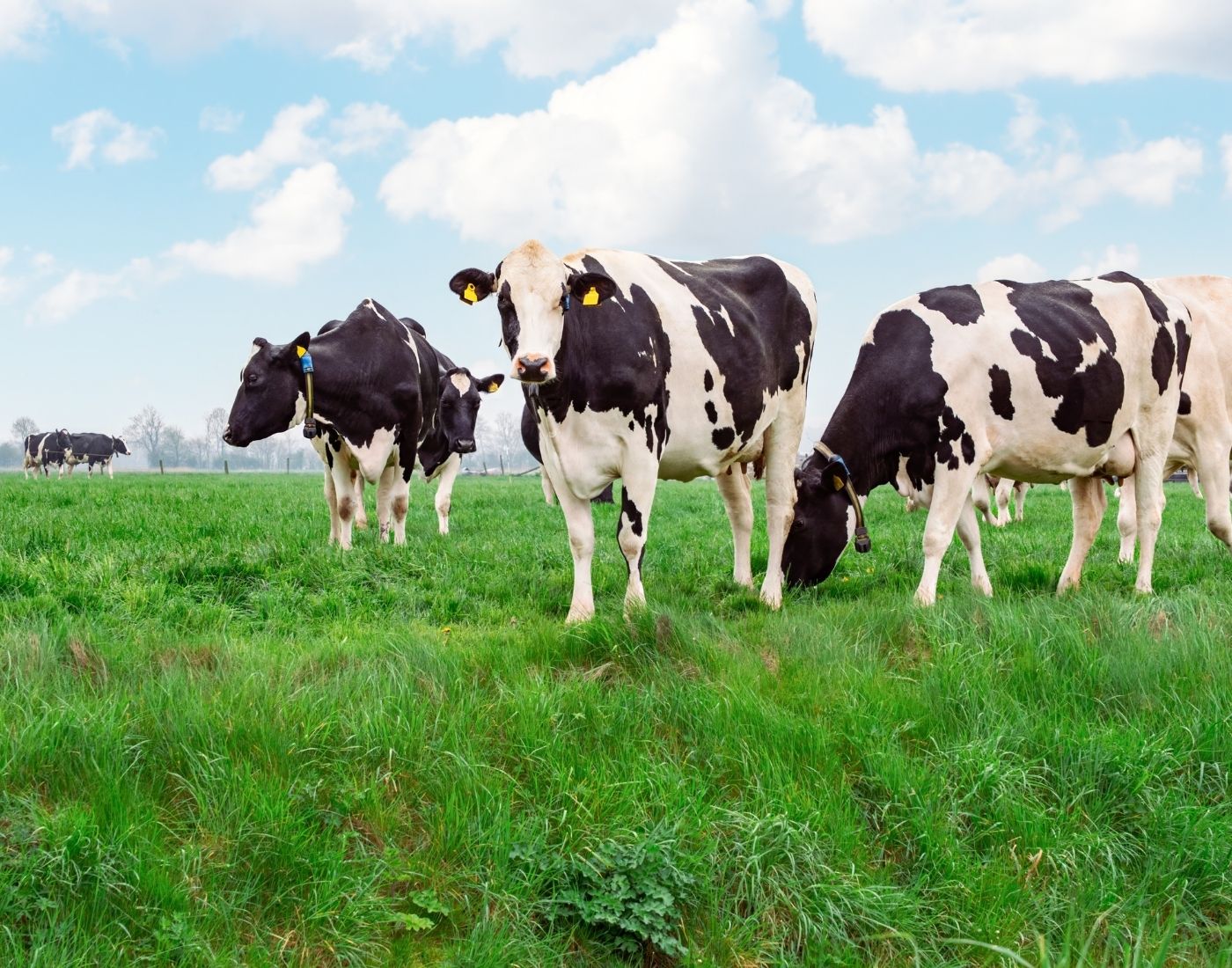 A group of black and white cows graze on a vibrant green field beneath a partly cloudy blue sky.