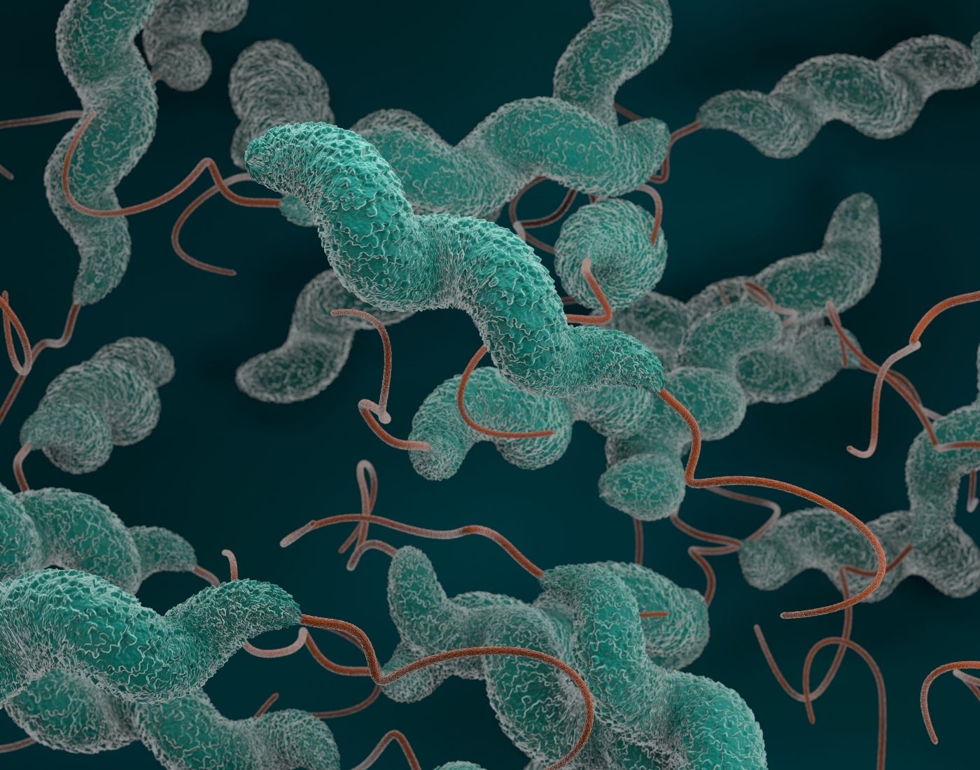 Close up of campylobacter bacteria that causes food poisoning