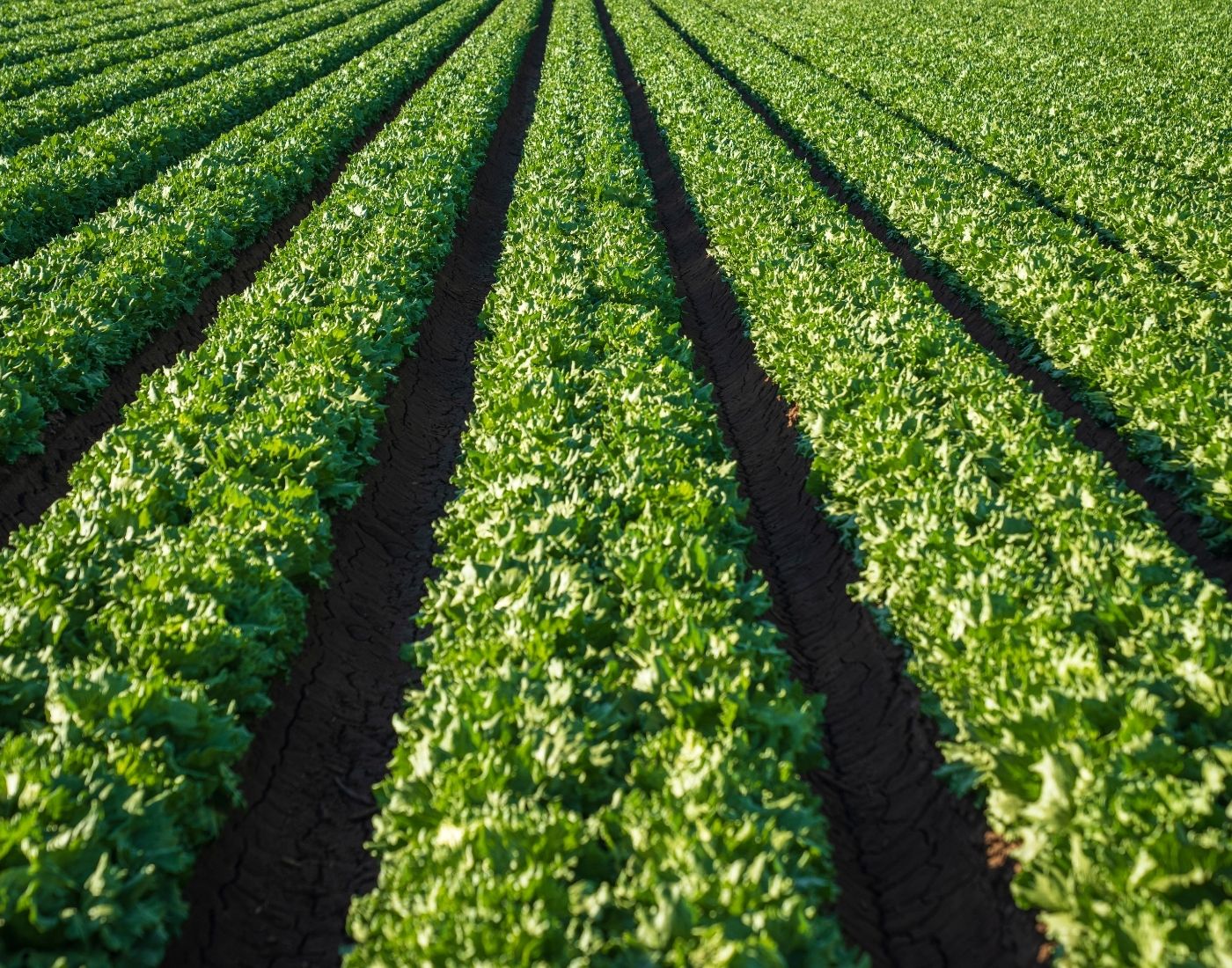 Lettuce growing on a farm