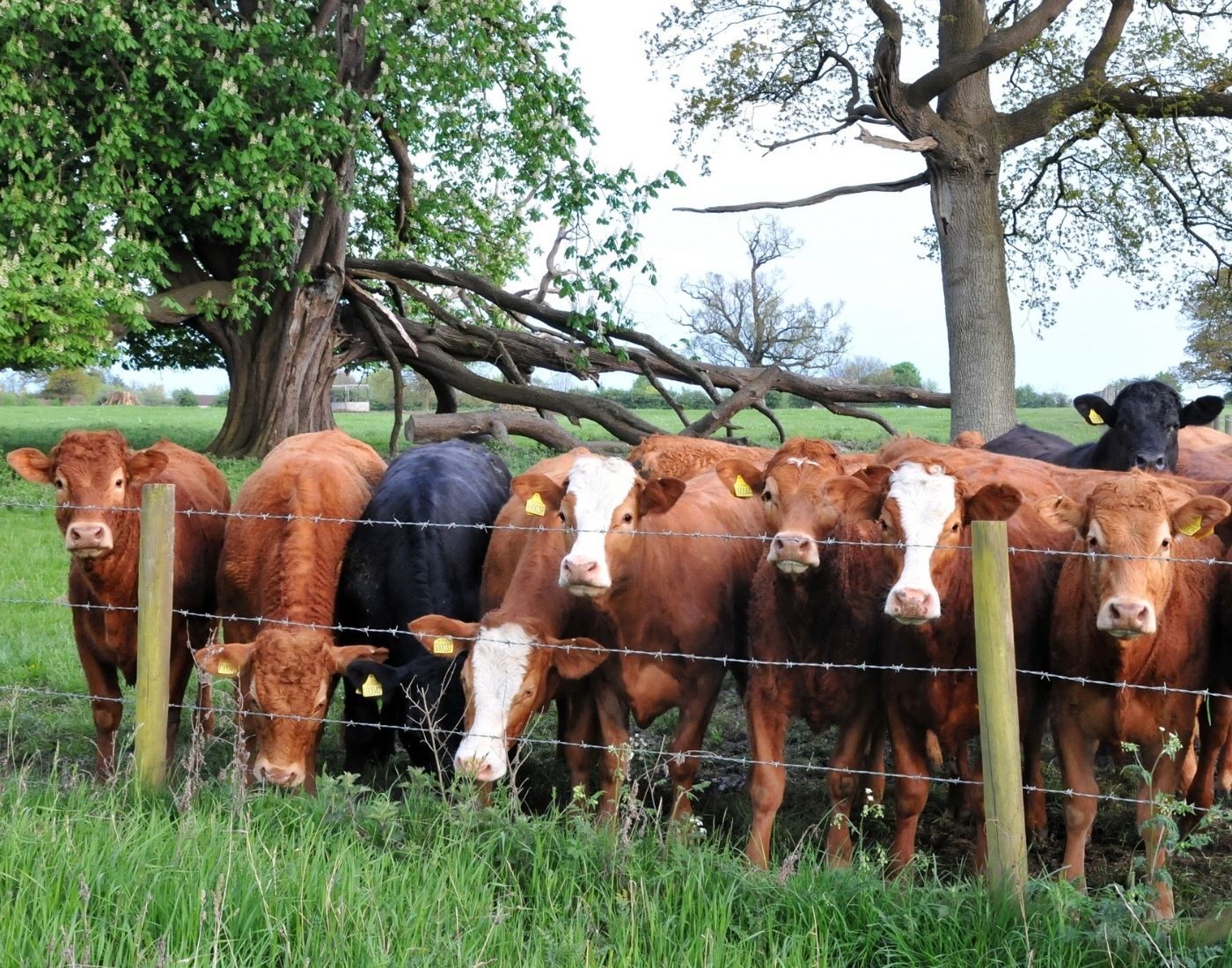 A herd of cows standing behind a barbed wire fence on a grassy farmland, with trees in the background and ear tags visible on the cattle