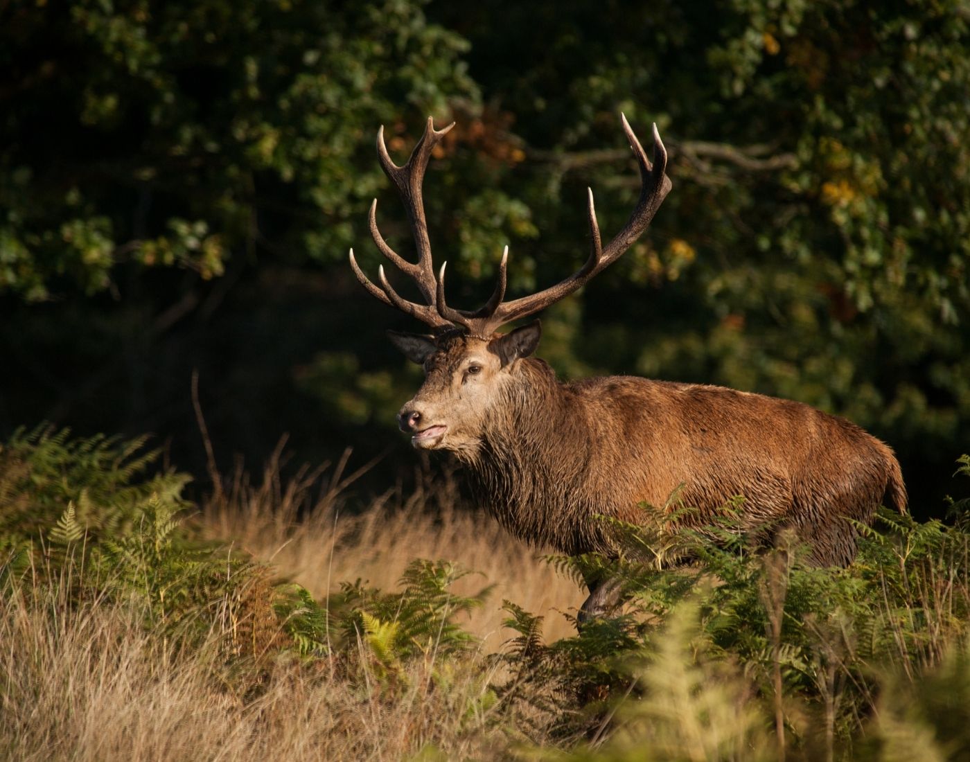 A wild red deer stag with antlers standing in a field surrounded by tall grass and trees