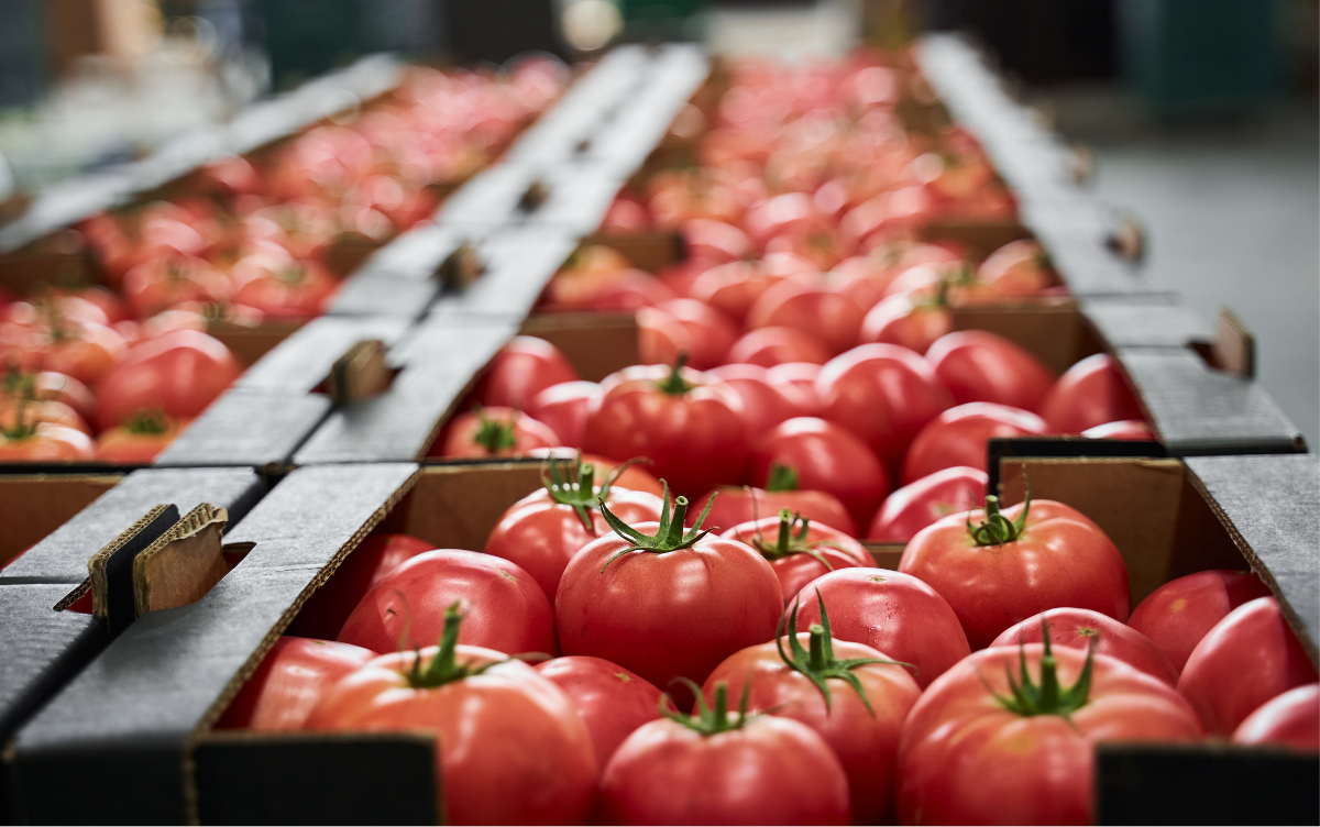 crate of ripe tomatoes in a line, in a shop store room or wholesalers shop.