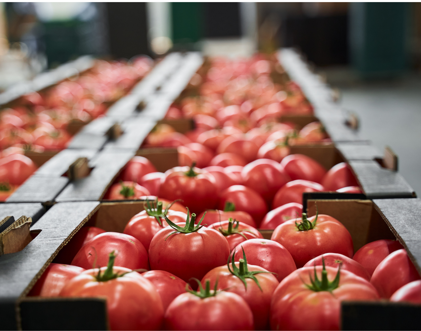 crates of ripe tomatoes in a line