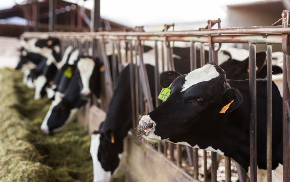 Black and white dairy cows with ear tags eating hay behind metal bars in a barn.