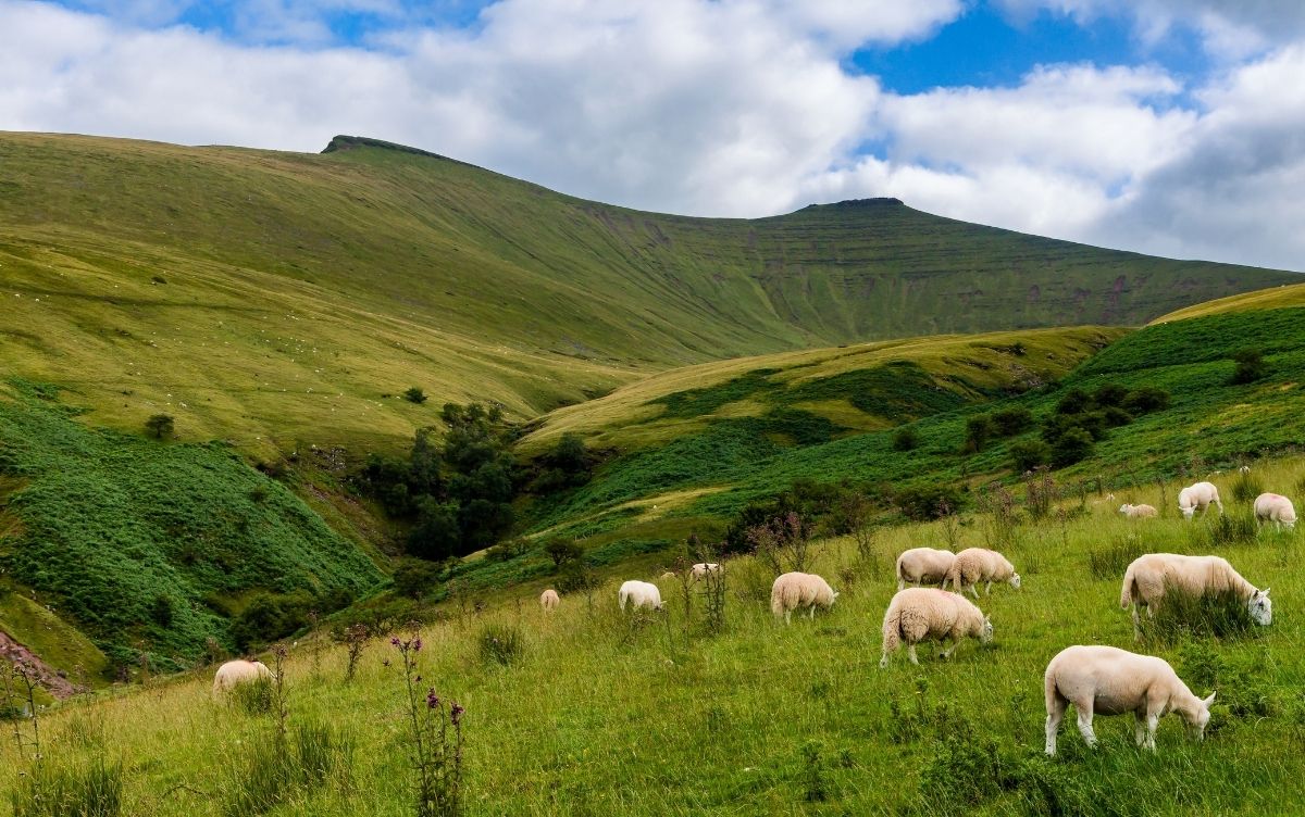 A peaceful countryside scene with green rolling hills, a group of sheep grazing on the grass, and a partly cloudy sky.