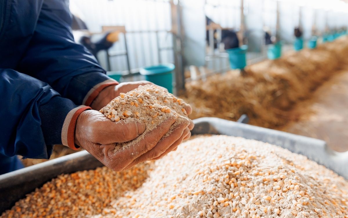Person holding a handful of mixed animal feed in a barn, with feeding troughs and animals visible in the background.
