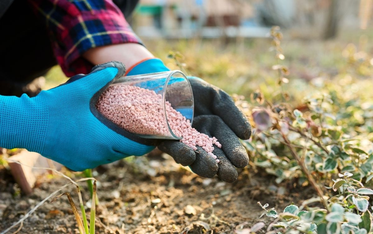 Person wearing blue and black gardening gloves pouring pink granular fertilizer from a clear container into garden soil near small plants.
