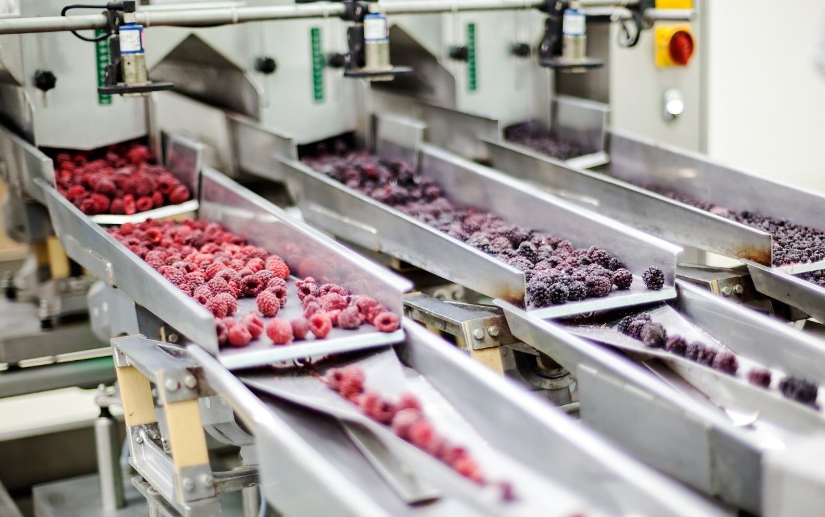 Food processing line in a factory with conveyor belts transporting and sorting raspberries and blackberries via metal chutes.