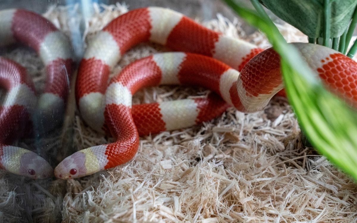 Orange and white king snake in a terrarium with sawdust bedding and a green plant