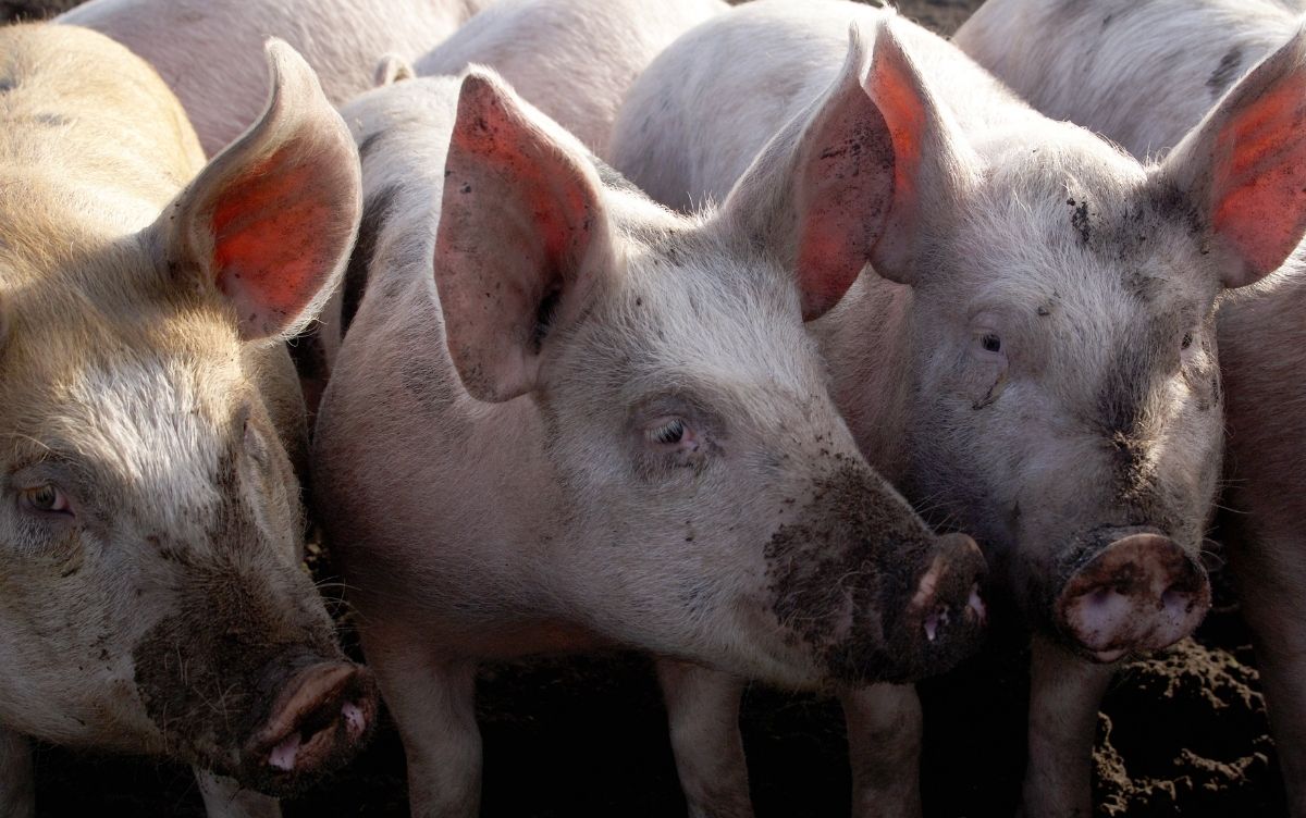 Three light-skinned pigs with dirty snouts and large ears standing close together in an outdoor farm setting