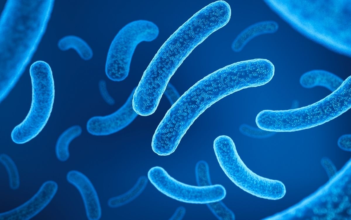 Close-up of blue, rod-shaped bacteria on a dark background, showing their textured surface and shape.