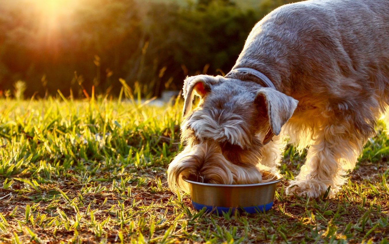 A Schnauzer dog eating from a metal bowl on the grass with the sun setting in the background.