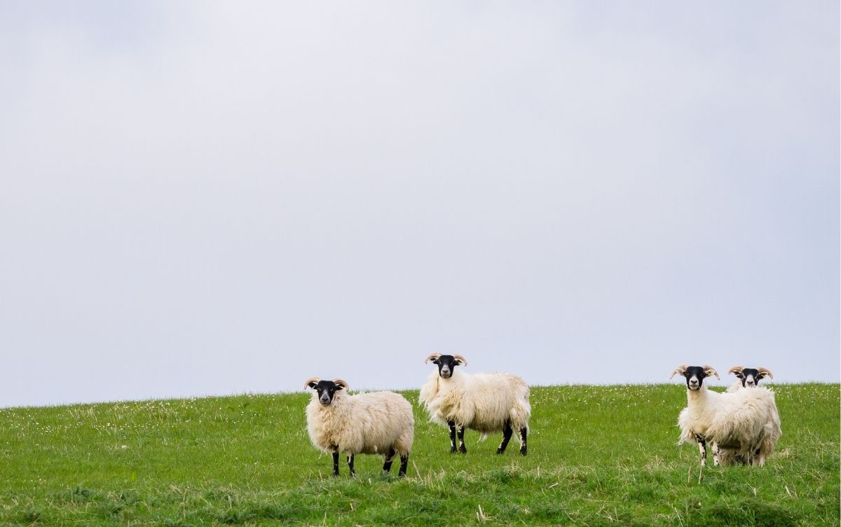 Four sheep with white wool and black faces grazing on a grassy hill under an overcast sky.
