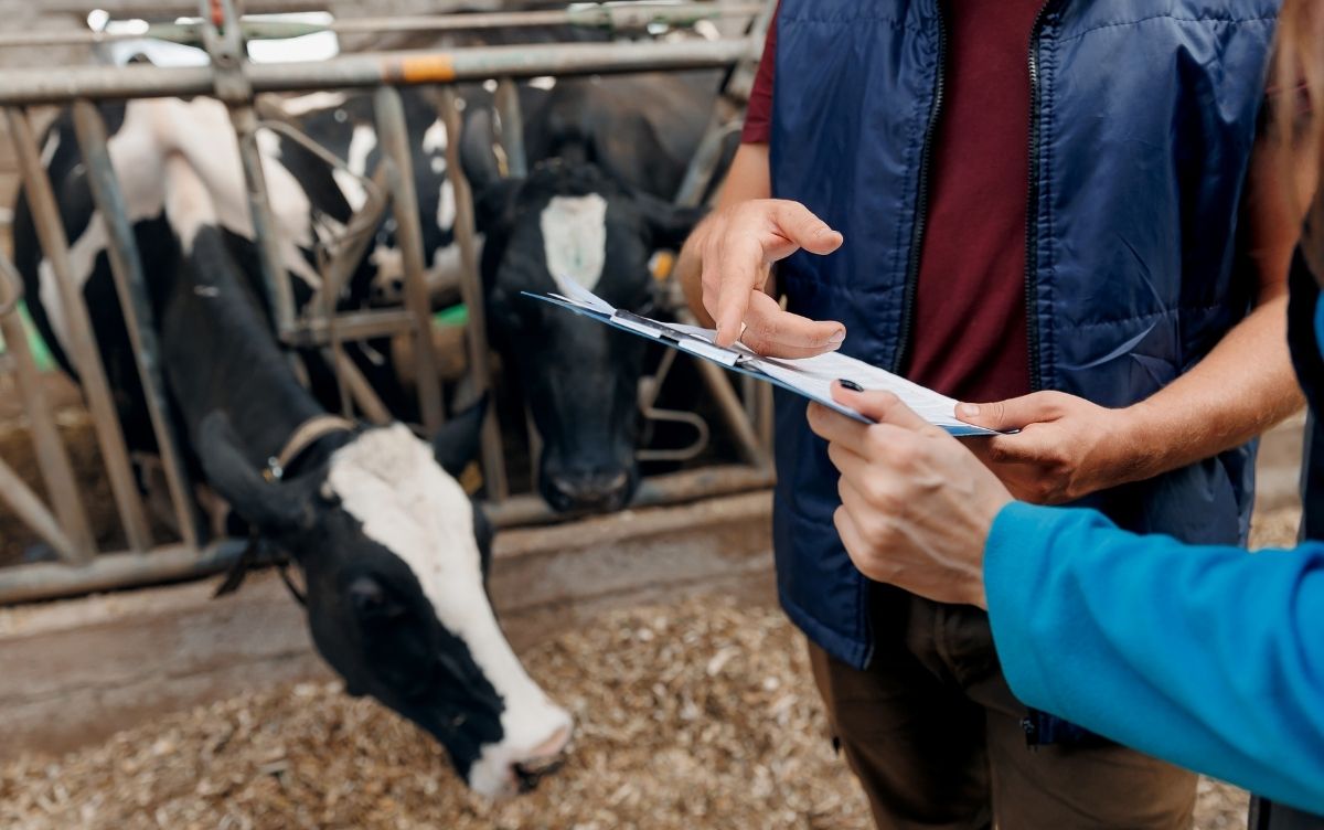 two people conducting a livestock audit in a barn, one holding a clipboard and pointing while the other takes notes, with cows enclosed in metal fencing in the background