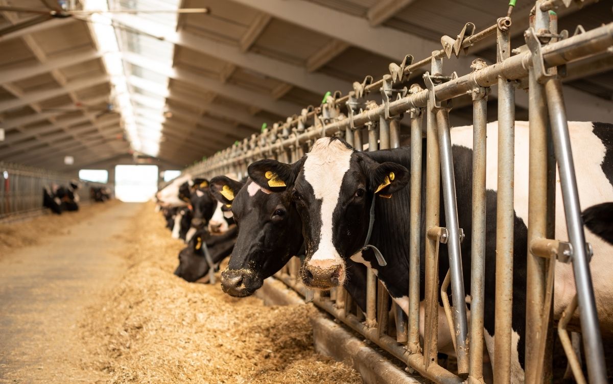 A row of black and white cows stand in individual feeding stalls inside a straw-covered barn with skylights.