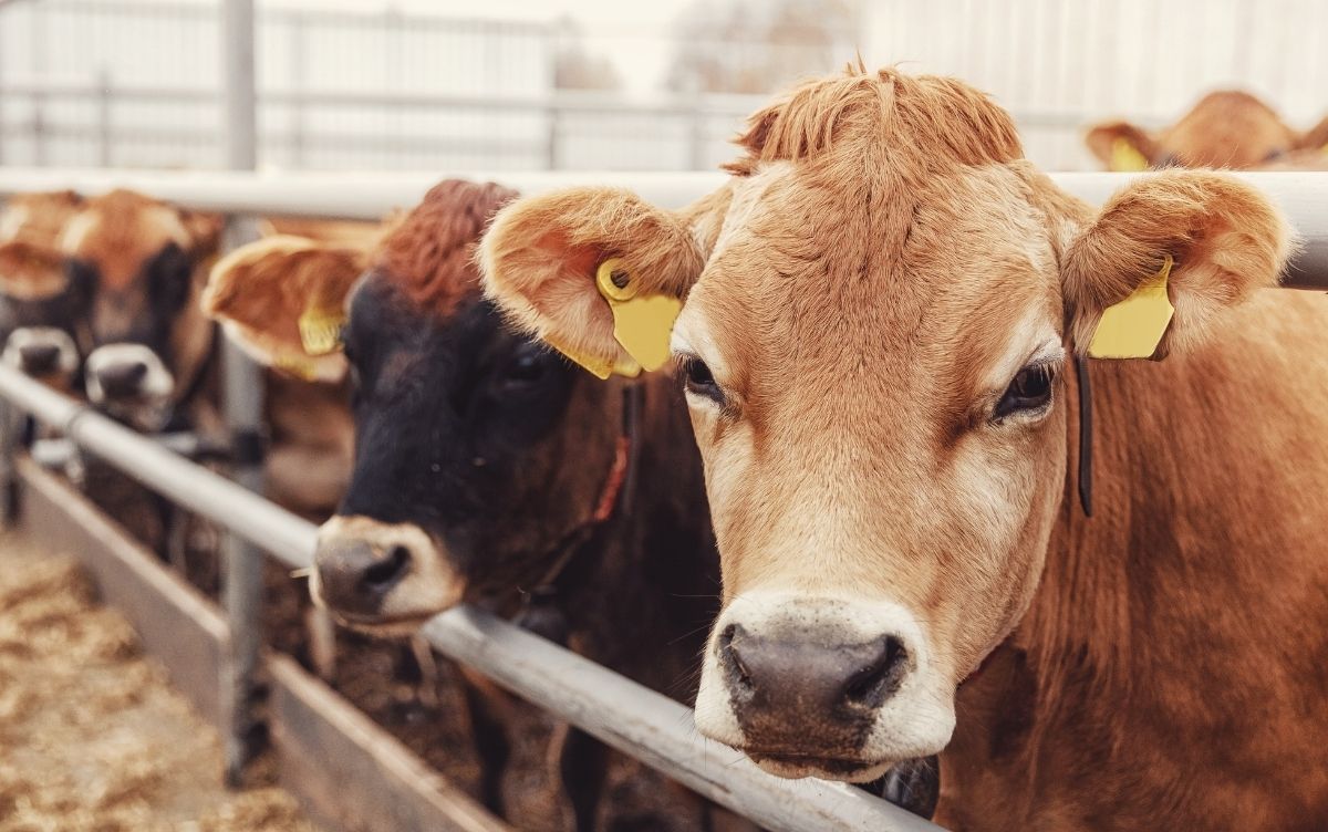 A group of cows with yellow ear tags standing in a fenced area, with a light brown cow in the foreground looking directly at the camera.