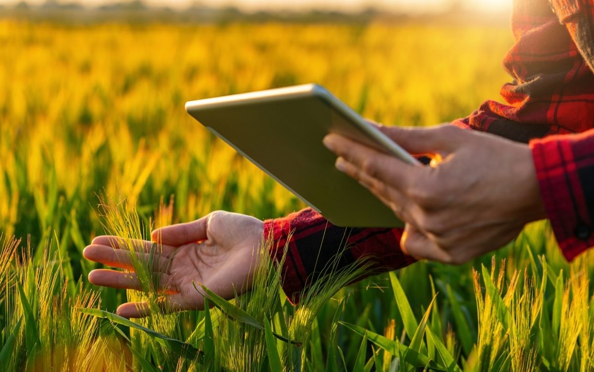 Close up of a farmer holding an iPad and checking crops.