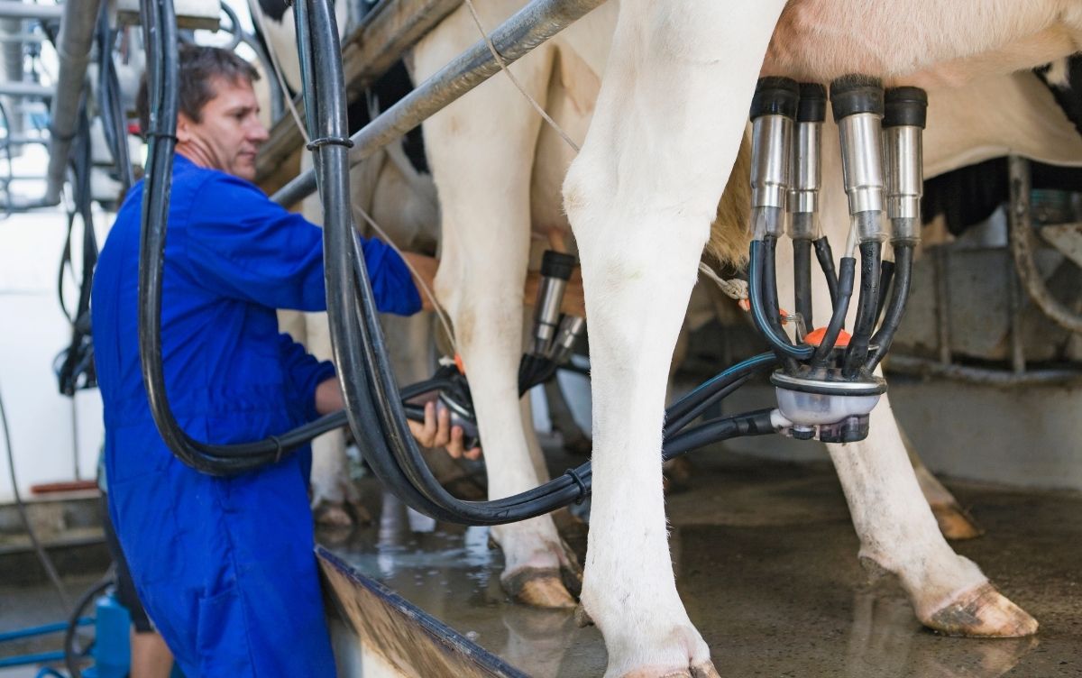 Person in a blue boiler suit operating a milking parlour attaching a cluster to a cow's udder