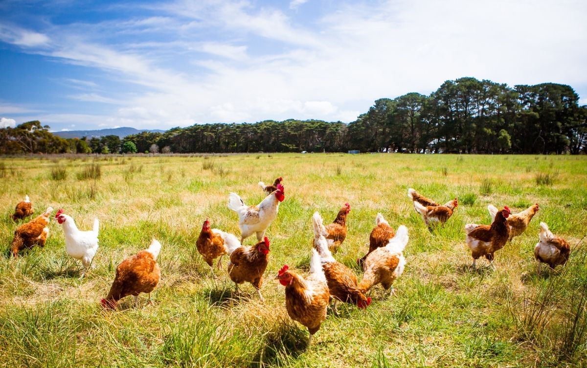 Flock of white and brown chickens, including roosters, roaming freely in a grassy field with trees in the background under a partly cloudy sky.