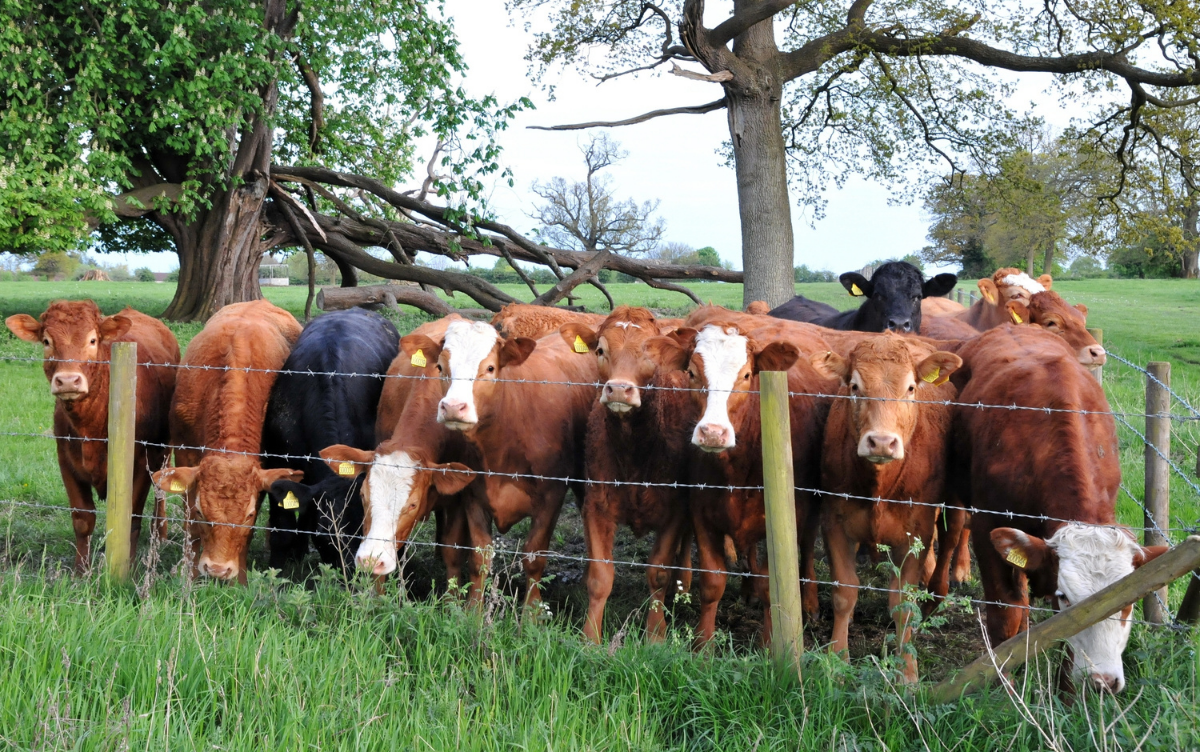 A heard of brown cows stand in a line next to a fence in a field with some trees behind. 