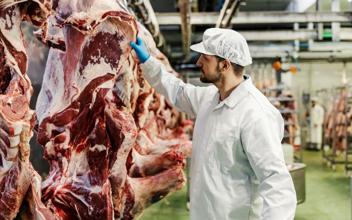 A worker in a white coat and cap inspecting hanging beef carcasses in a meat processing facility.