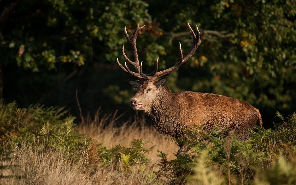 A majestic stag with large antlers standing in tall grass and ferns, surrounded by dense green foliage in a natural woodland setting