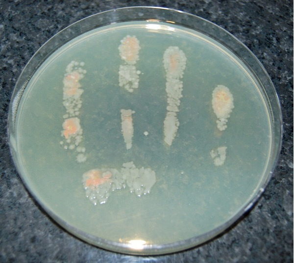 Microorganisms on the fingers of a hand washed in soapy water