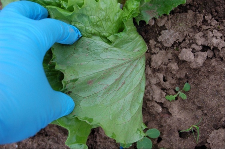 The underside of a lettuce plant