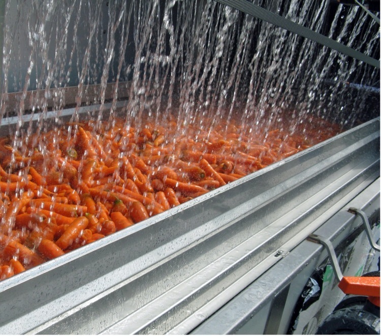 Removal of field heat from carrots using water